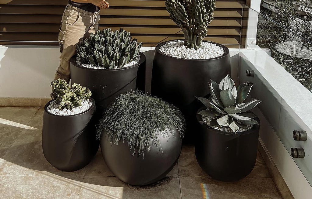 Cactus Vision - Rare & Exotic Desert Plants