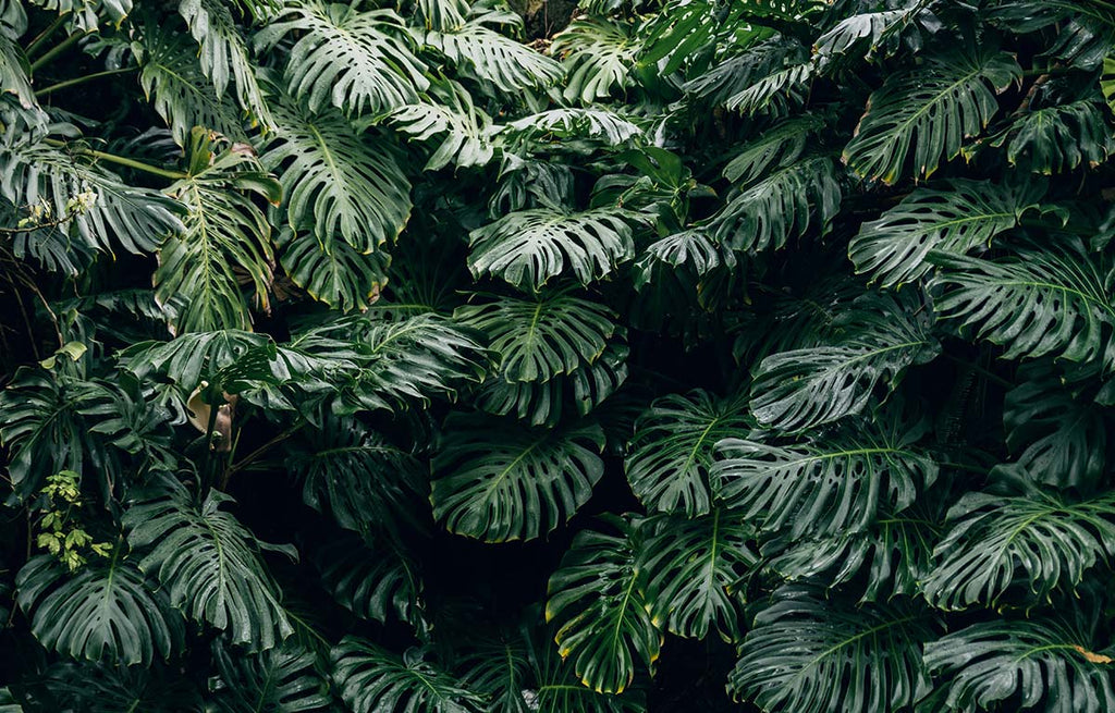 Plant Profile: Monstera Deliciosa