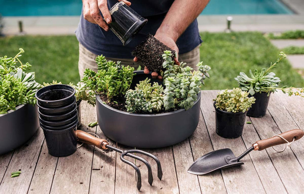 How to Create the Perfect Succulent Bowl