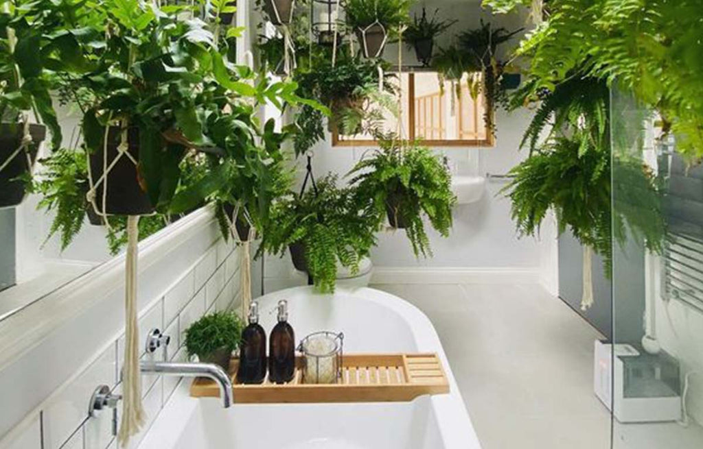 Best Plants That Thrive in your Bathroom