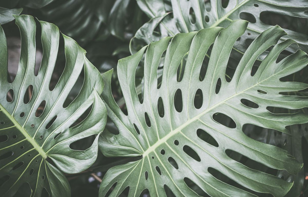 Propagating Monstera: Tips and Tricks for Success