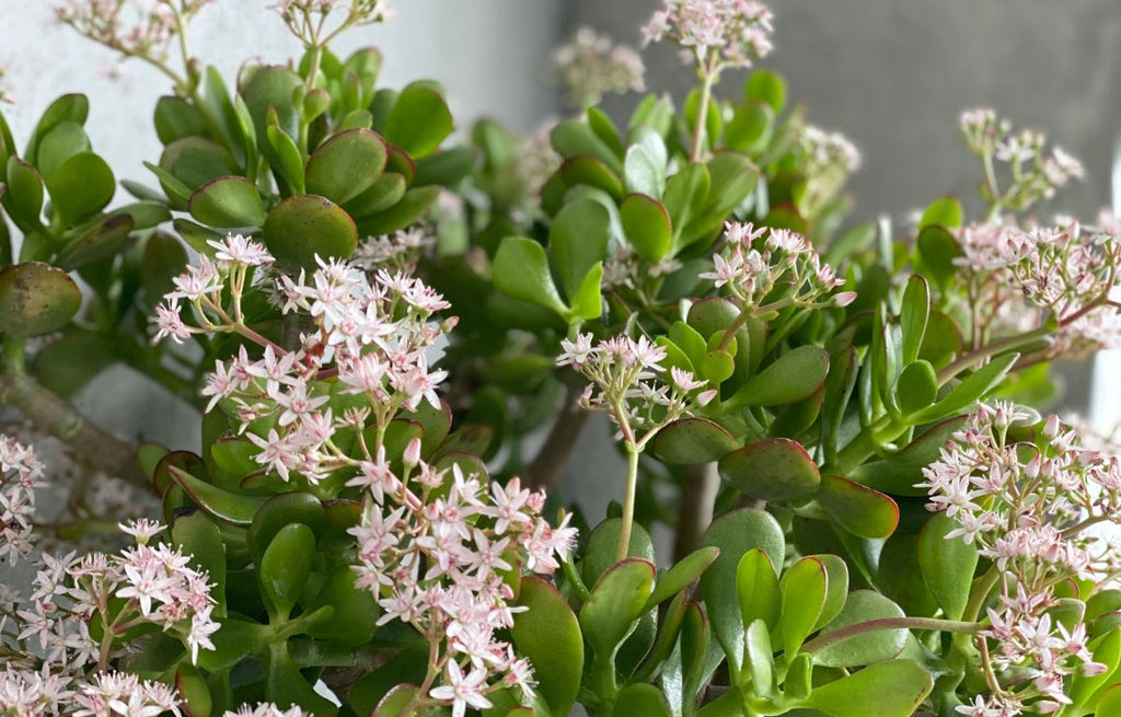 Pink and White flowers of a bushy indoor Jade Plant.