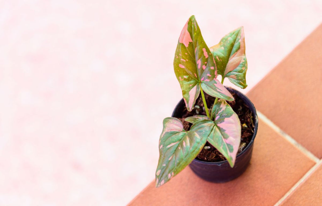 Baby Syngonium, Pink Splash