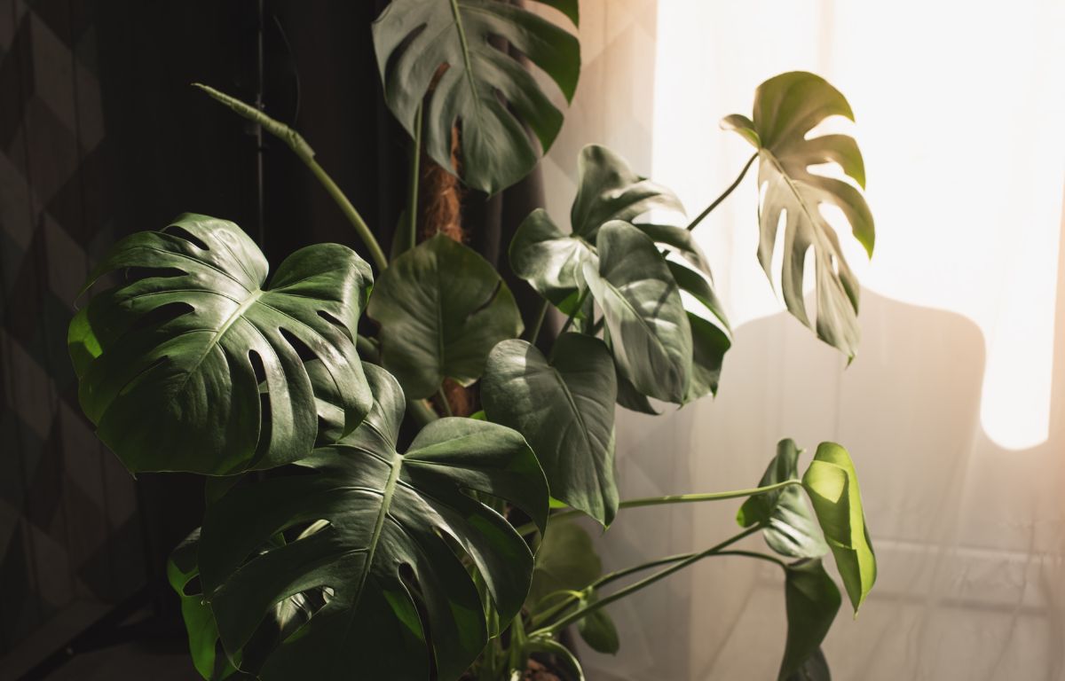 philodendron imperial green groß Large Philodendron 'Imperial Green' – Berylune main image 0
