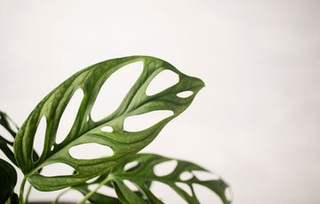 Plant Profile: Monstera Obliqua  The Balcony Garden