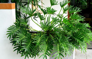 succulent fake plants fake plants succulents|artificial plants succulents|artificial succulent  plant – Palm Bungalow