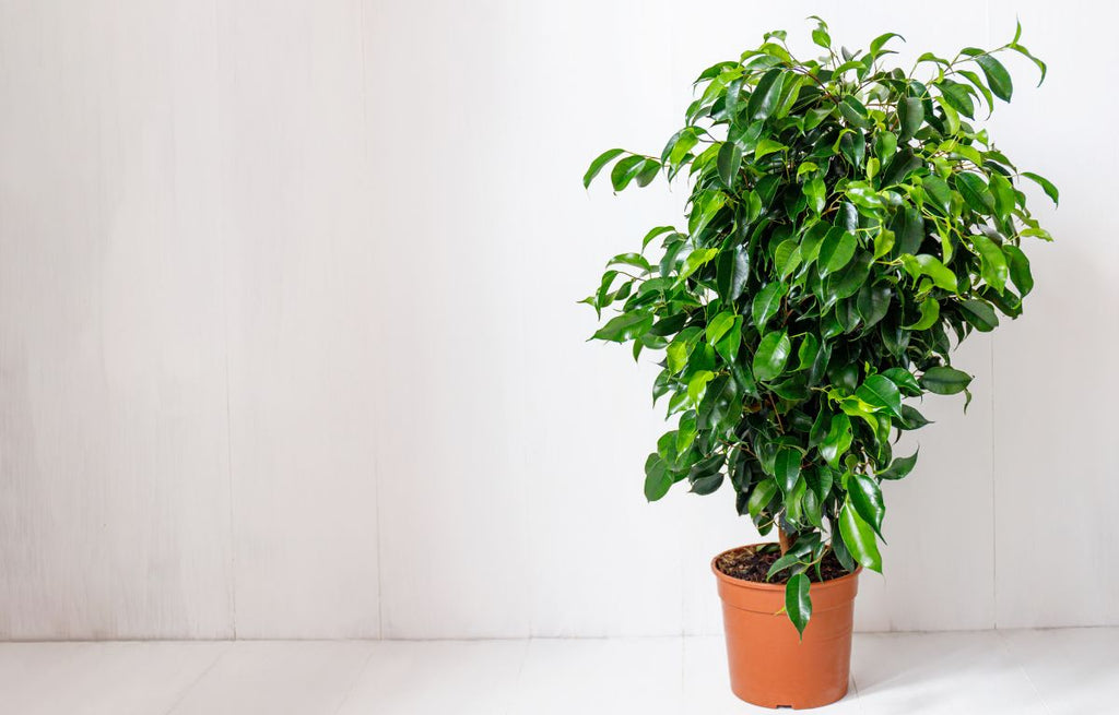 weeping fig plant in an orange pot