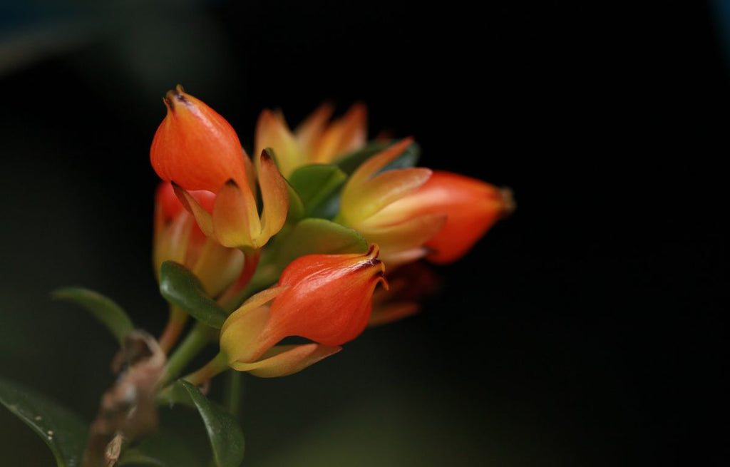 Plant Profile: The Guppy Plant