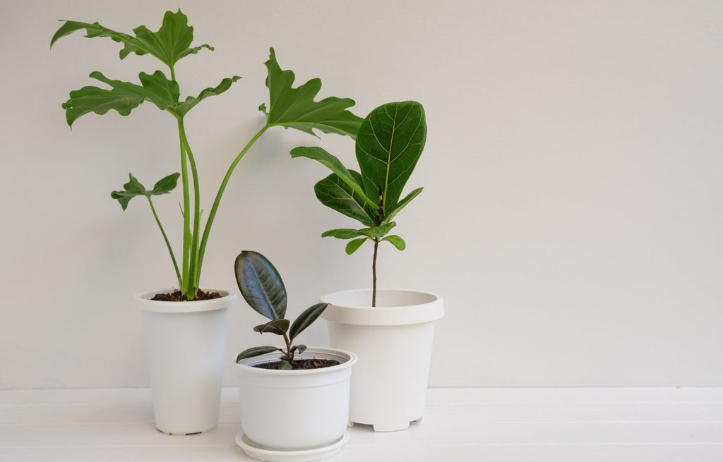 Elevating Your Small Houseplants
