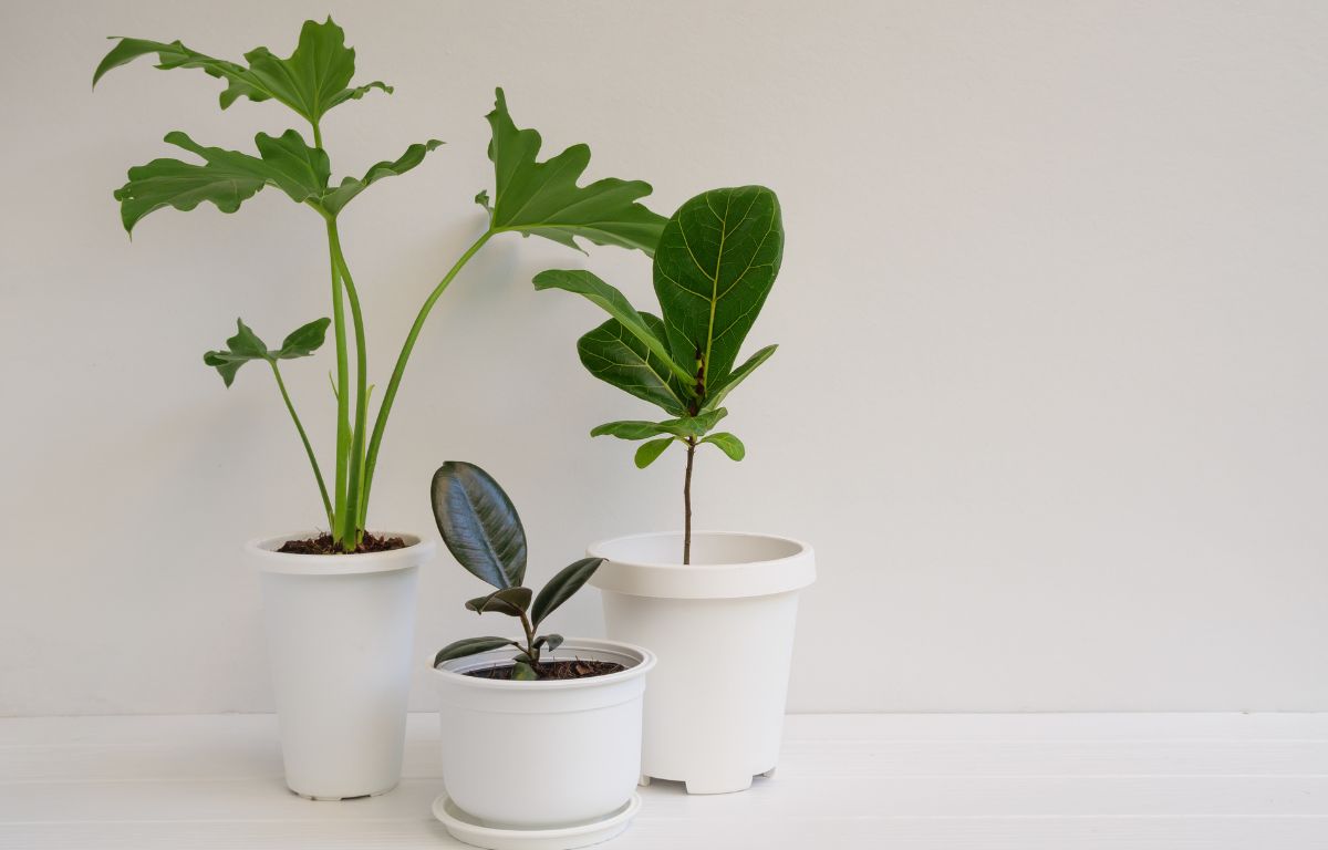 elevating-your-small-houseplants-the-balcony-garden