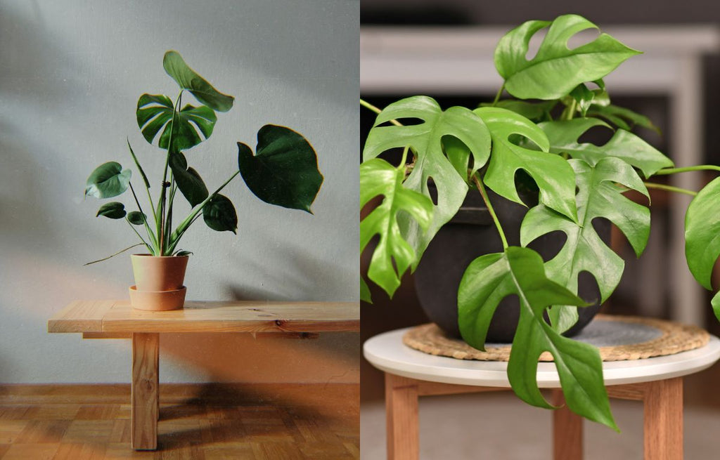 How To Distinguish Different Kinds of Houseplants