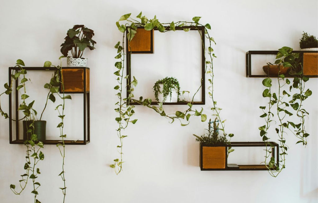 Elevate Your Interior with Easy Trailing Plant Ideas