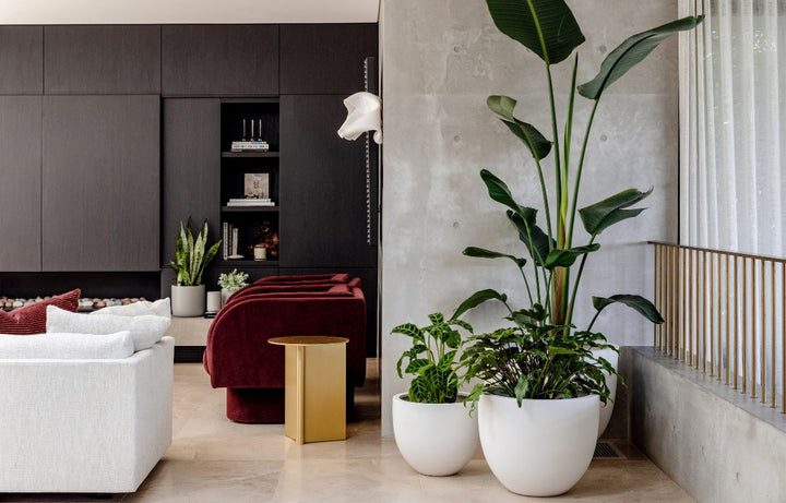 Impactful Plant Combinations