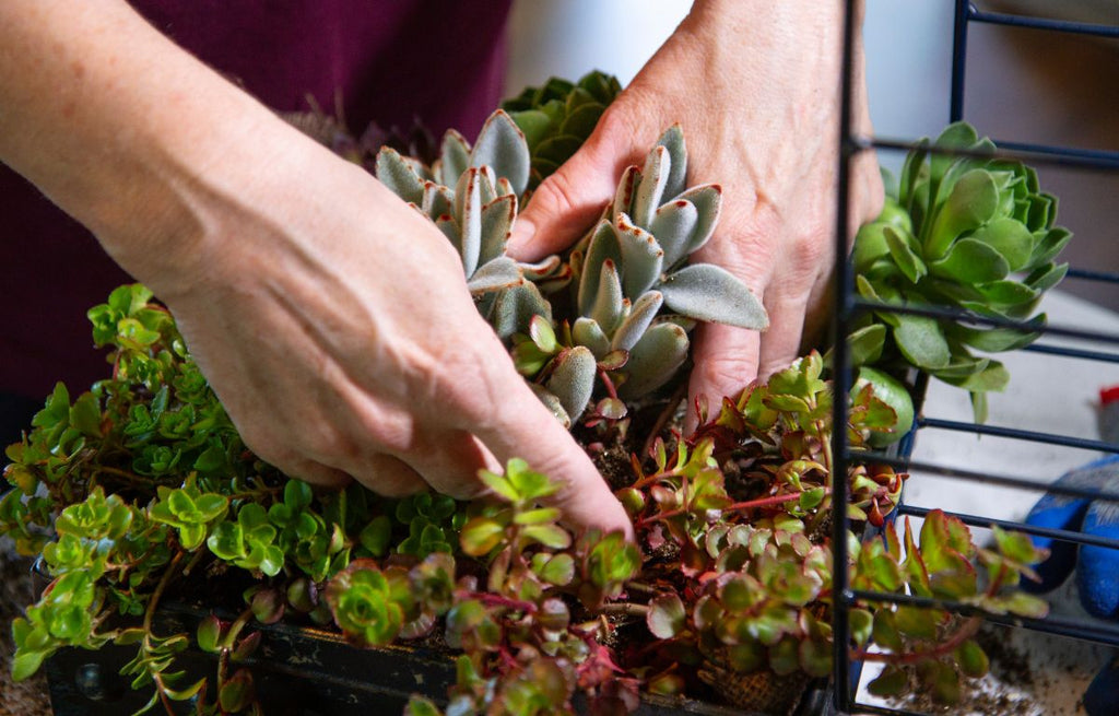 Caring for little succulent plants in pots