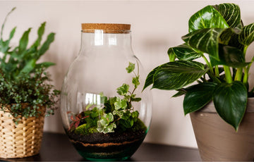 Crafting Your Own Miniature World: How To Make A Terrarium  The Balcony  Garden