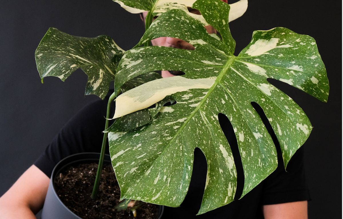 Thai Constellation Monstera  The Balcony Garden