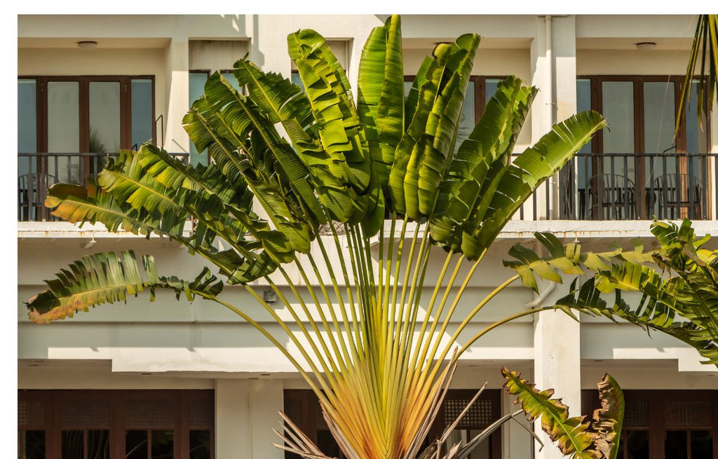 Traveller's Palm foliage spread out into its fan shape formation.