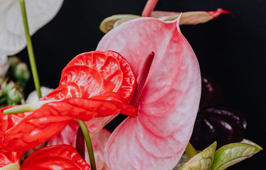 Plant Profile: Anthuriums