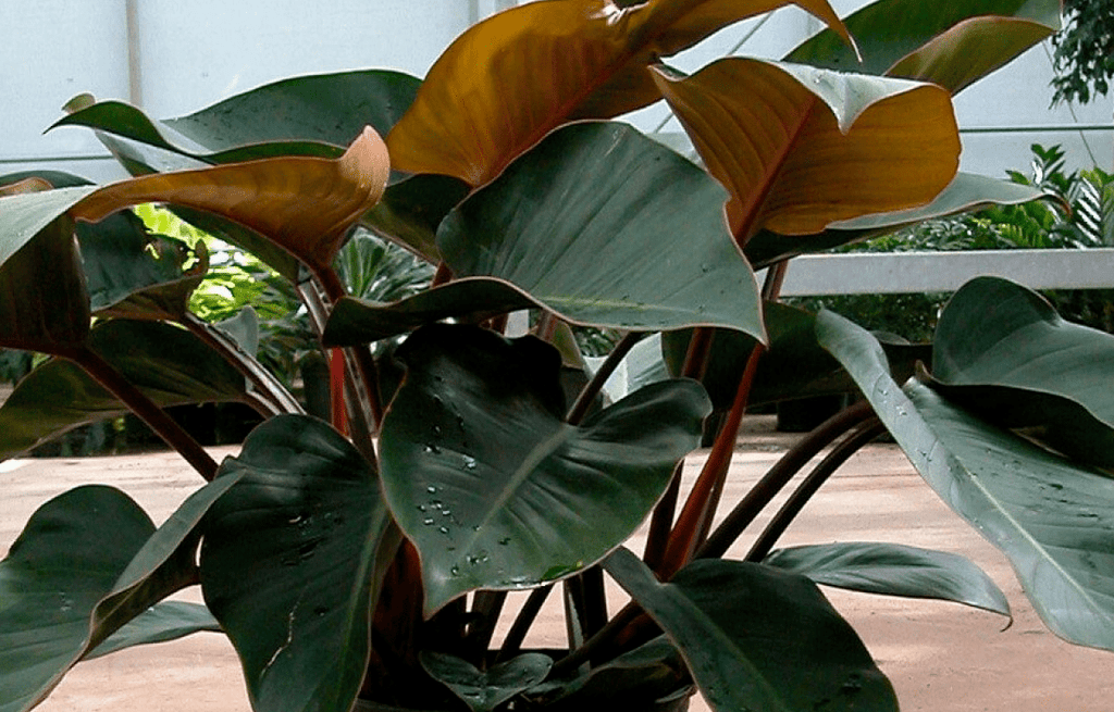 pegefinger Spændende enhed Plant Profile: Philodendron Rojo Congo – The Balcony Garden