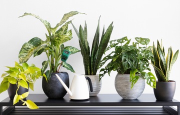 wood plant stand indoor Modern Indoor Plant Stand Set of 2 with Pots  Tall Wood Plant Stand Pair for Living Room