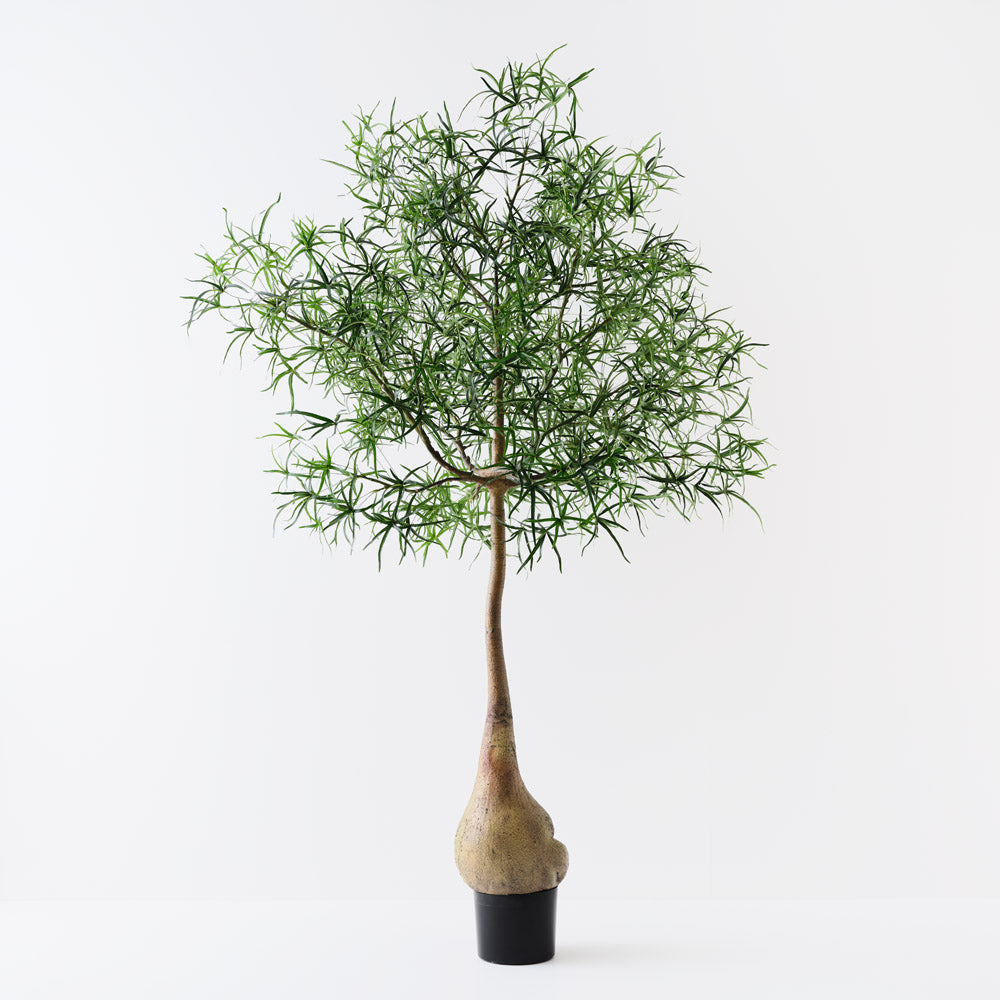 queensland bottle tree bonsai Queensland Bottle Tree