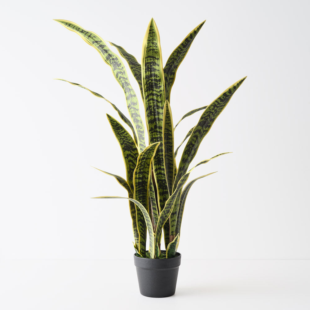 buy snake plant australia Sanseveria