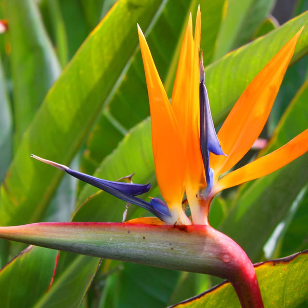 BirdofParadise_Strelitzianicho
