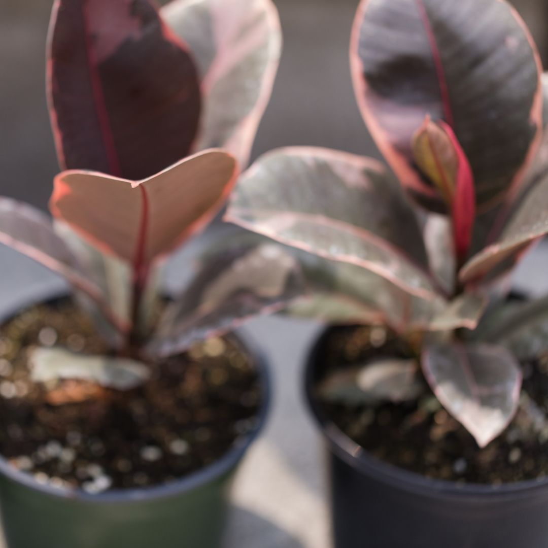 10 Inch Ficus Ruby Ficus Ruby (Ficus elastica) – The Balcony Garden