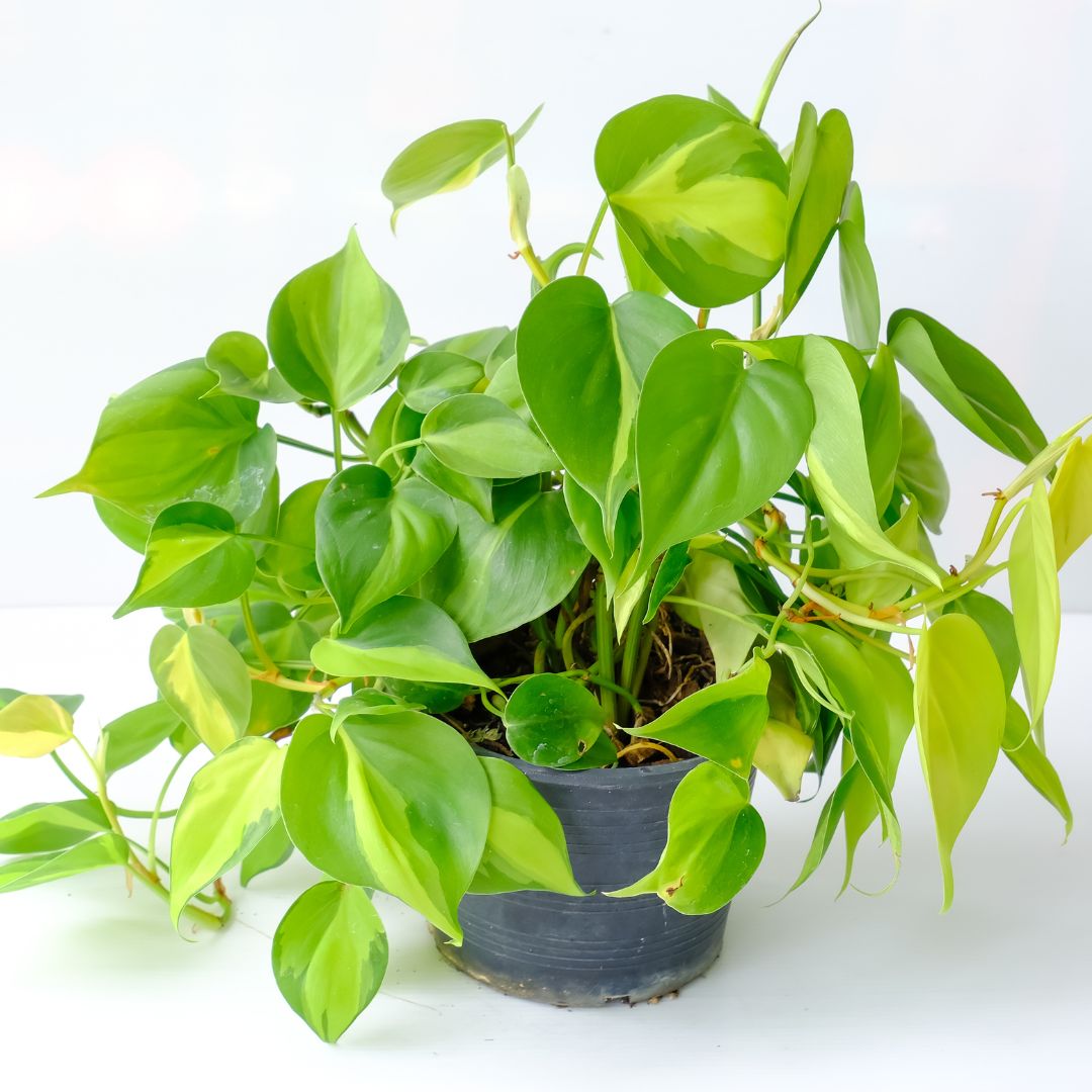 heartleaf philodendron melbourne Heart Leaf Philodendron (Philodendron cordatum) – The Balcony Garden