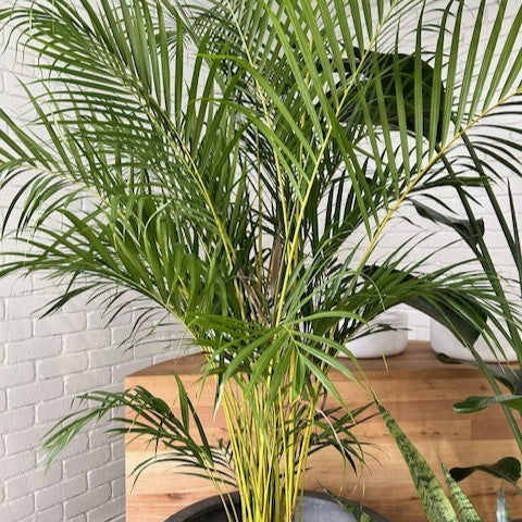 golden palm plant care Golden Cane Palm (Dypsis lutescens) – The Balcony Garden