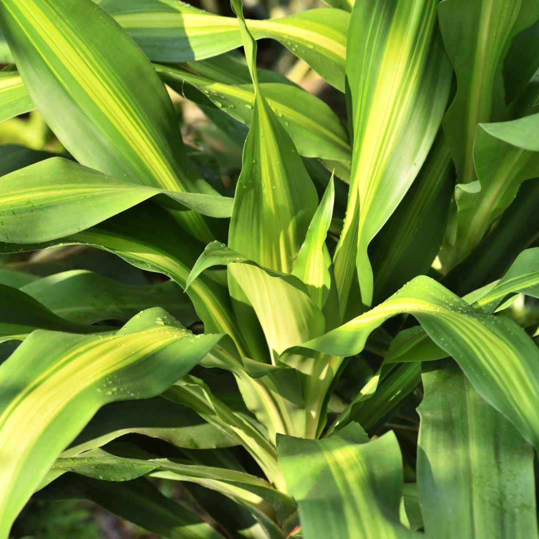 dracaena deremensis janet craig Janet Craig (Dracaena deremensis) – The Balcony Garden