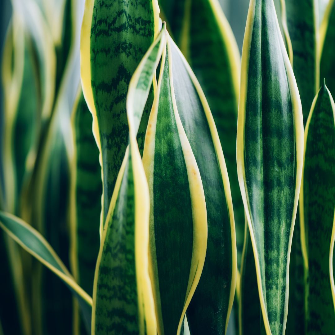 buy snake plant australia Snake Plant (Sansevieria) – The Balcony Garden