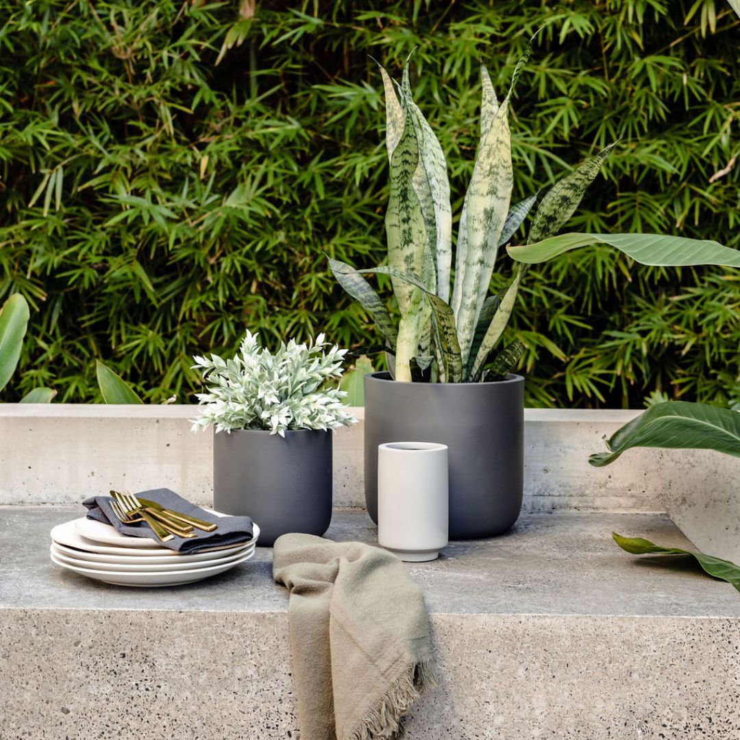 buy snake plant melbourne Snake Plant (Sansevieria) – The Balcony Garden