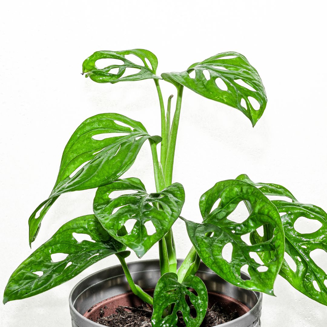 swiss cheese house plant Swiss Cheese Plant (Monstera adansonii) – The Balcony Garden