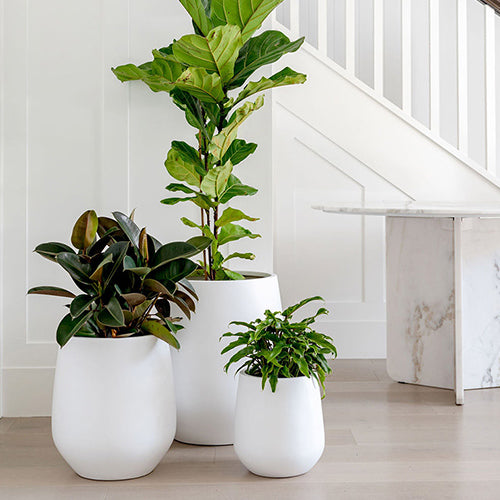 Designer Indoor Pots
