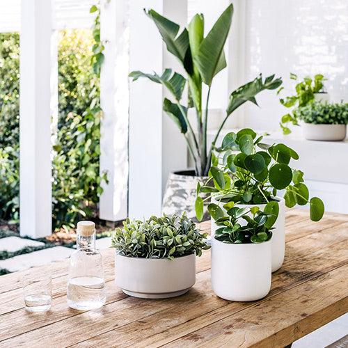 indoor plant pots melbourne Slim Pickins Indoor Pots – The Balcony Garden